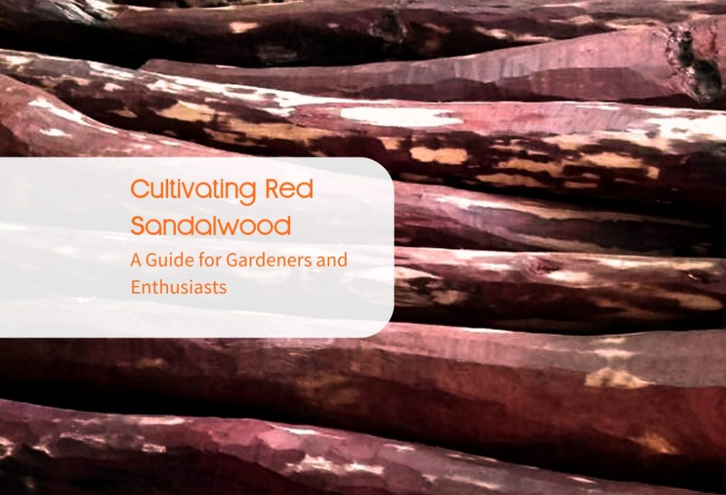 Red Sandalwood