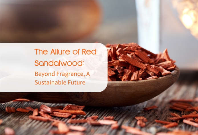 The Allure of Red Sandalwood Farming: Beyond Fragrance