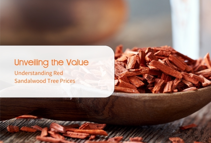 Red Sandalwood Trees : Unveiling It’s Value