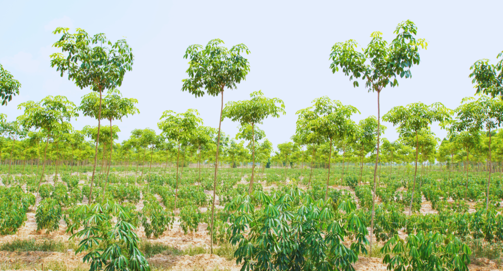 Importance of Agroforestry